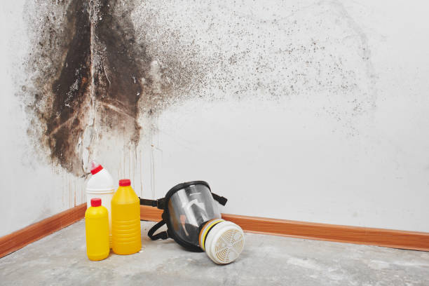 Best Kitchen Mold Remediation in Menifee, CA