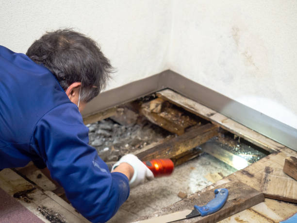 Best Attic Mold Remediation in Menifee, CA