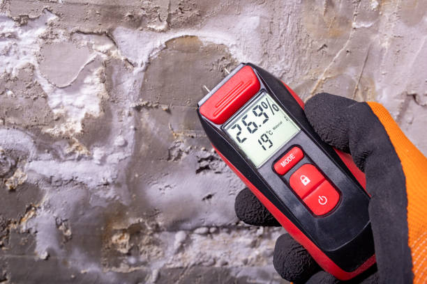 Best Black Mold Remediation in Menifee, CA