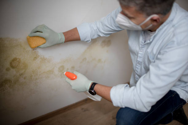 Best Commercial Mold Remediation in Menifee, CA