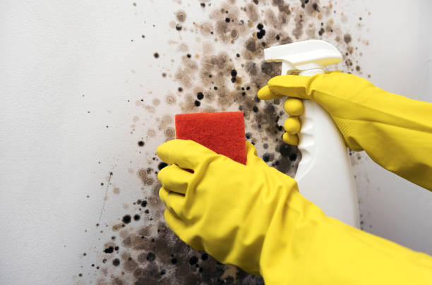 Menifee, CA Mold Remediation Company