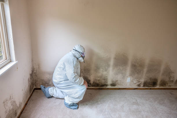 Best Residential Mold Remediation in Menifee, CA