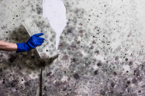 Best White Mold Remediation in Menifee, CA