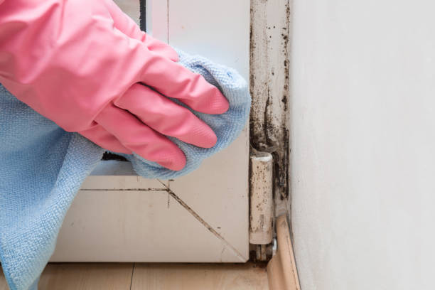 Best Emergency Mold Remediation in Menifee, CA